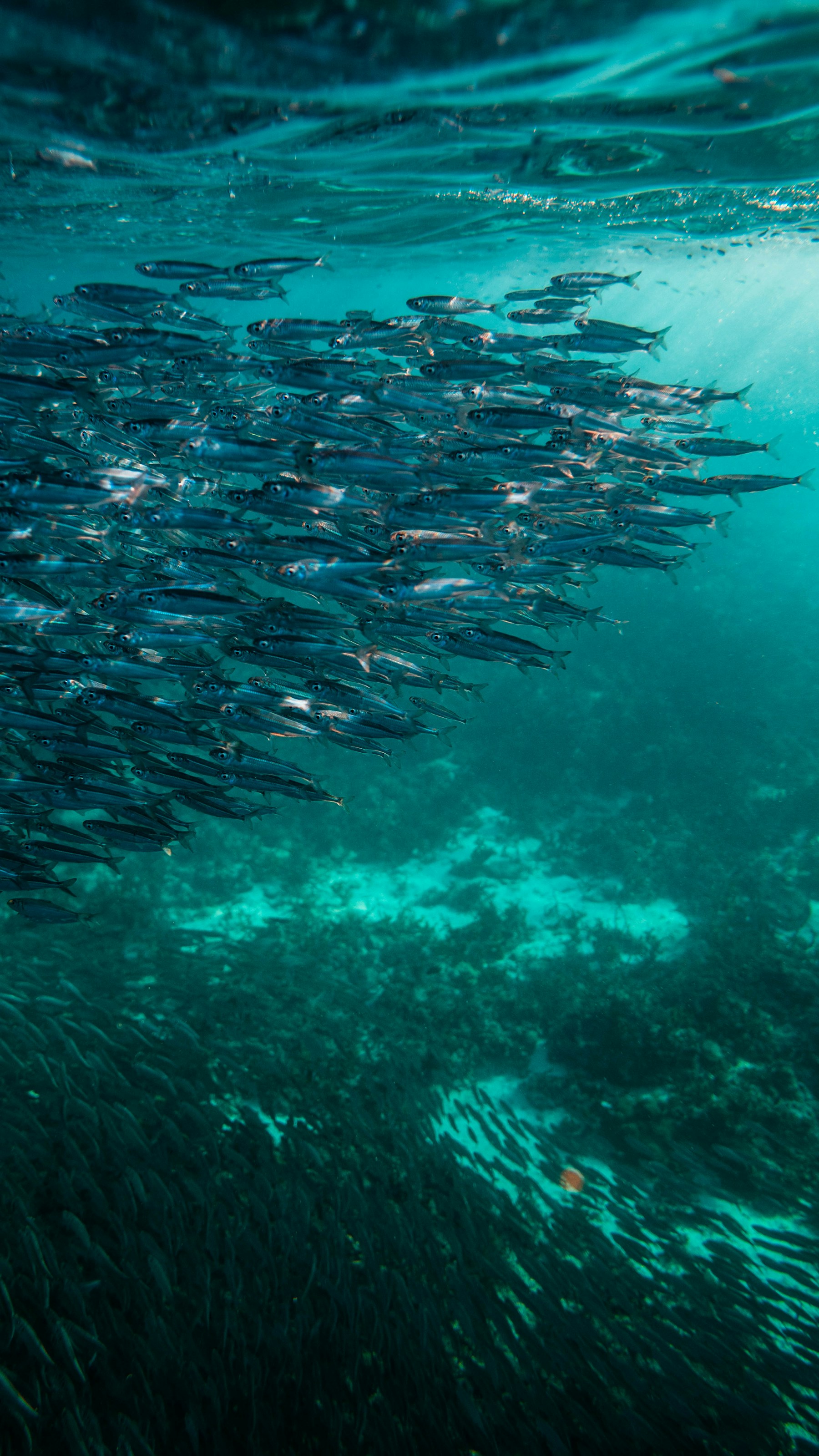 A dense school of small silver fish swimming in turquoise water; illustrative photograph