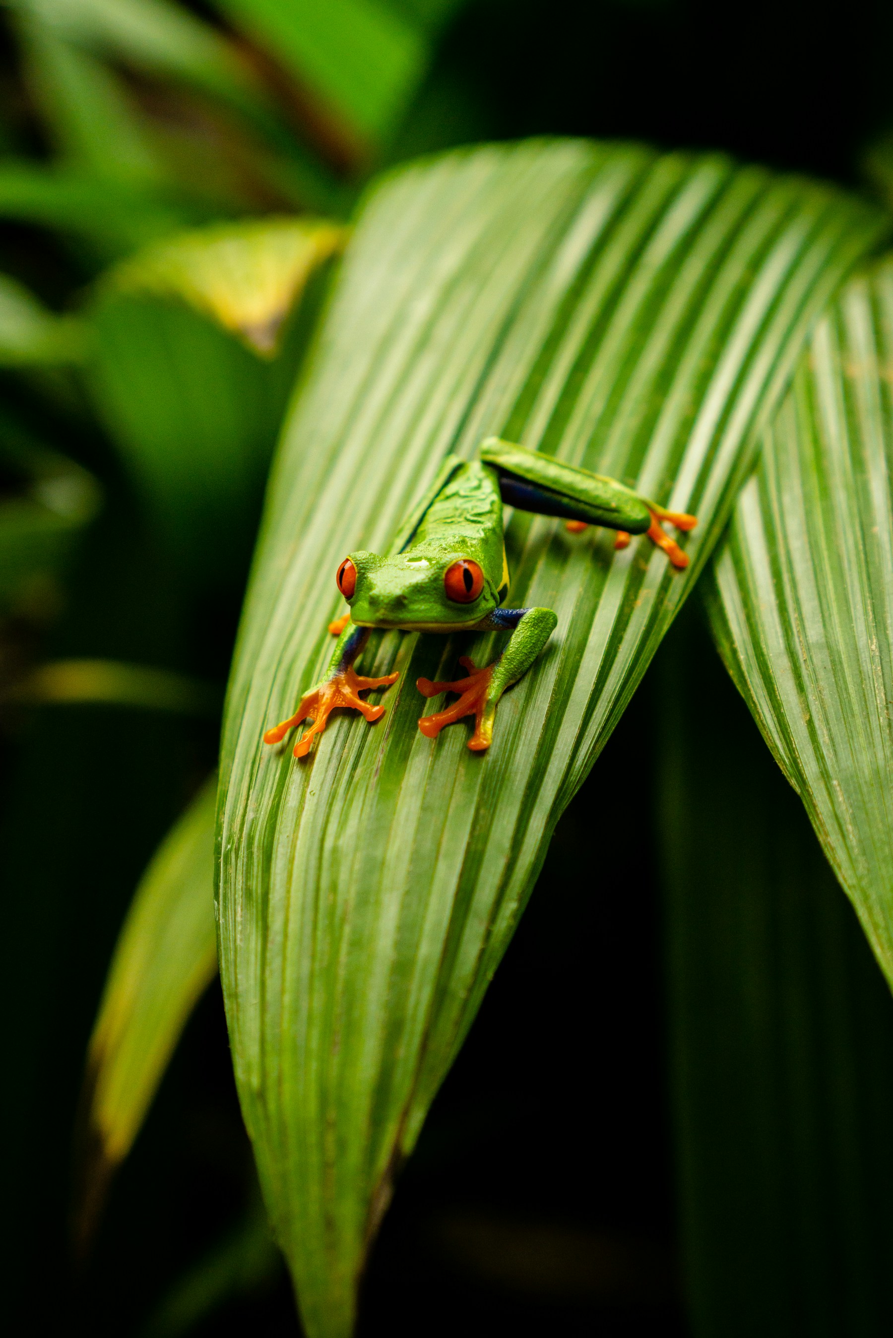 A red-eyed tree frog resting on a green leaf; illustrative photograph