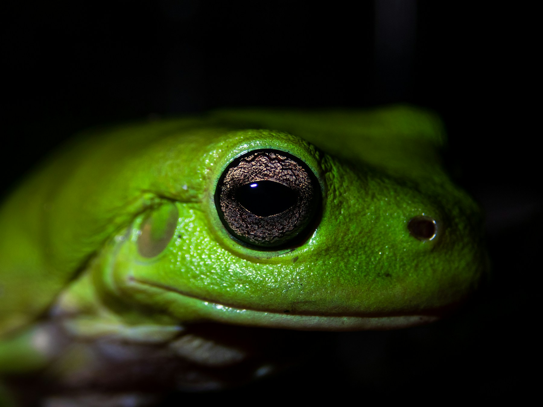 Close-up of a green tree frog against a dark background; illustrative photograph